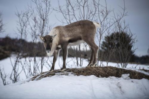 Arctic Reindeer
